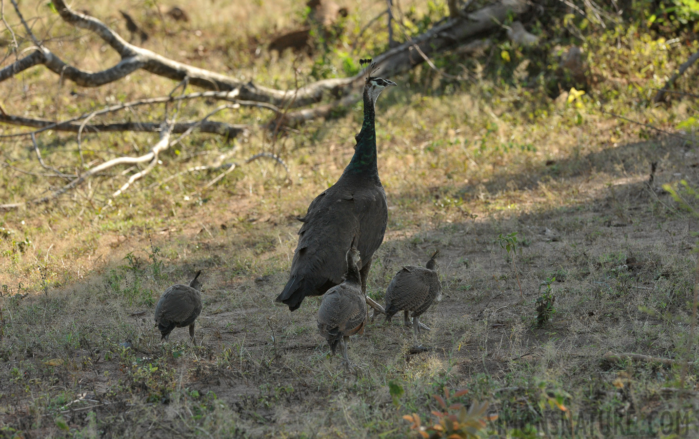 Pavo cristatus [340 mm, 1/640 Sek. bei f / 10, ISO 1600]